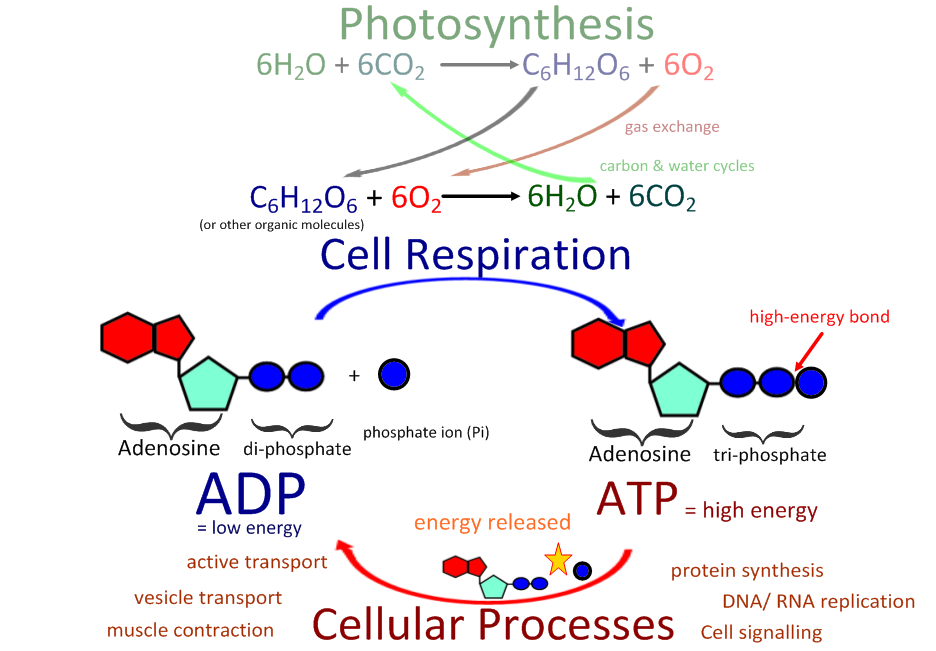 Connections between respiration, photosynthesis and cellular processes: