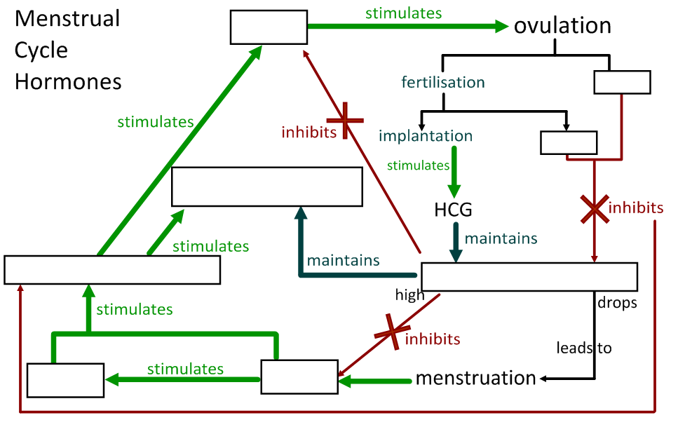 Reproductive System Hormones Chart